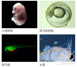 体视显微镜NSZ818观察斑马鱼、小鼠胚胎、斑马鱼胚胎、水蚤等实拍图