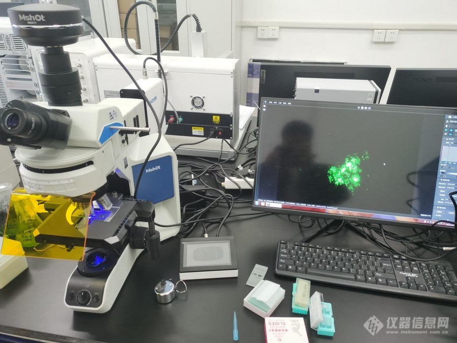02_荧光显微镜应用于藻类叶绿素观察.jpg