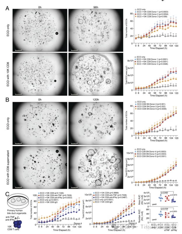 JEM(IF=15.3)|Tissue Cytometry技术助力雷根斯堡大学免疫学研究所类器官研究
