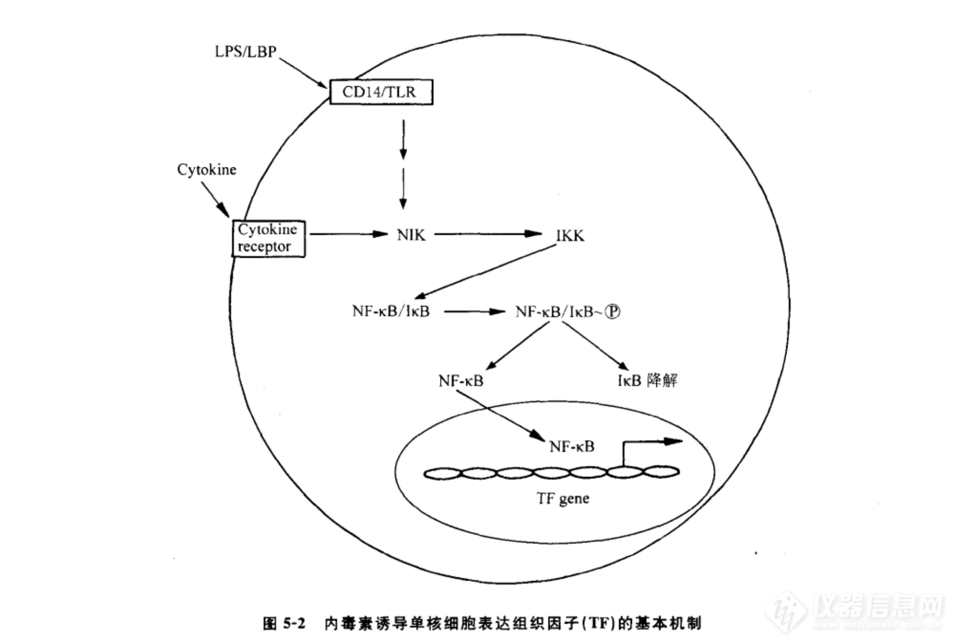 内毒素诱导单核细胞表达组织因子( TF)的基本机制