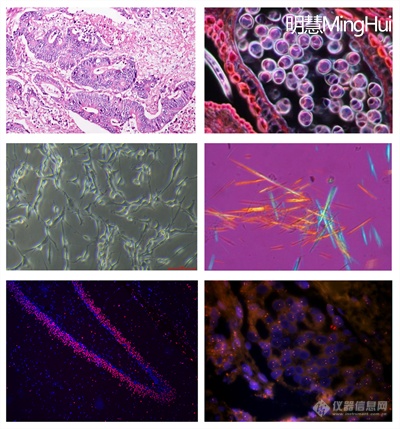 生物显微镜NE700 显微成像效果