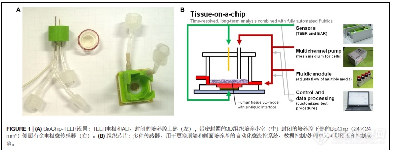类器官代谢分析仪：微生理系统监测Transwell上的三维小肠模型