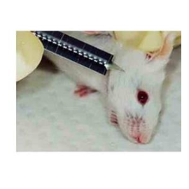 大鼠采血针，小鼠采血针，小动物采血针