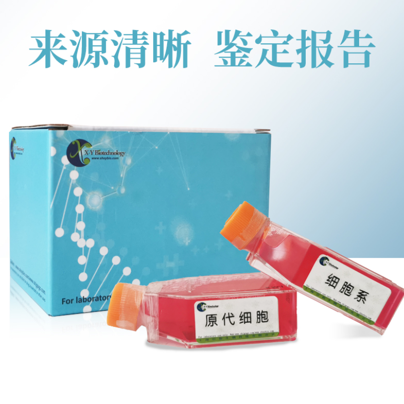 兔角膜上皮细胞 XY9164Rb