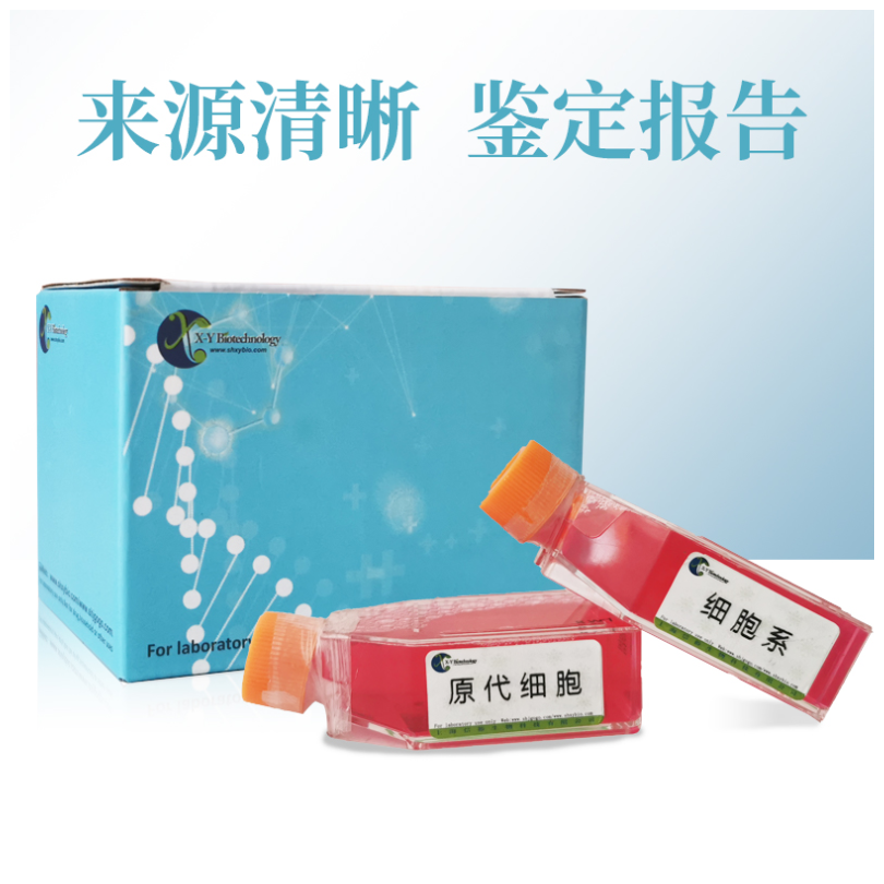 XWLC-05 TEM8 云南宣威肺腺癌细胞系 XY-H386