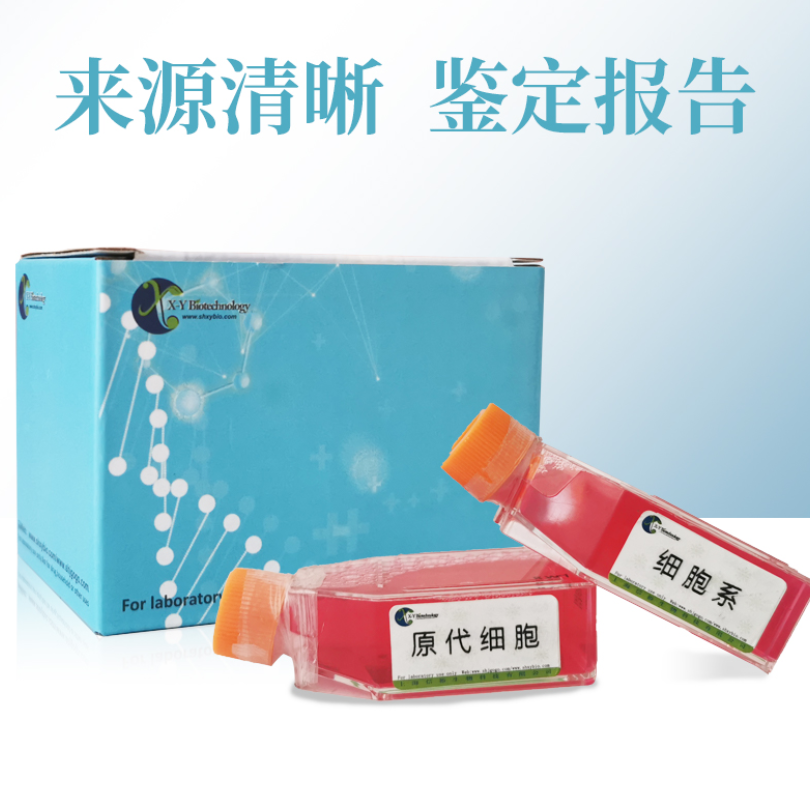 CHL 中国仓鼠肺细胞 XY-HS009