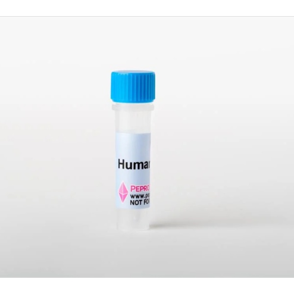 Recombinant Human HGF (HEK293 derived)