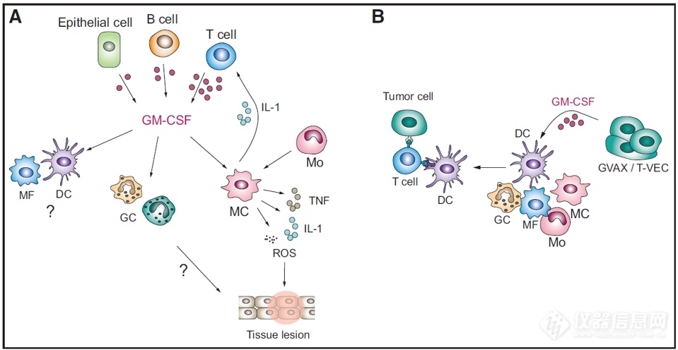 GM-CSF参与炎症