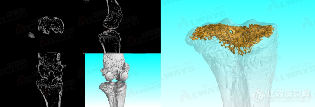 奥影案例|工业CT扫万物：透视生命微观