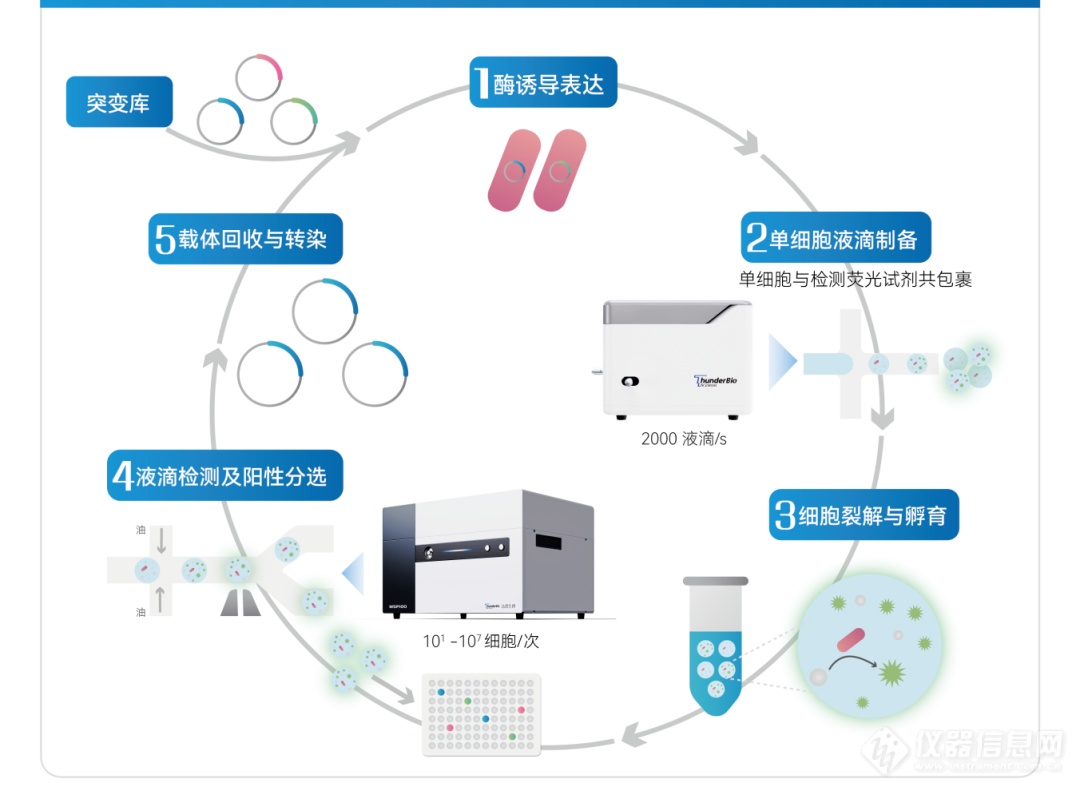 达普生物丨液滴微流控高通量筛选系统赋能合成生物学发展