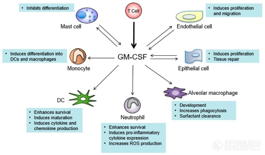 GM-CSF相关中性细胞