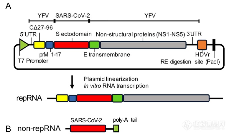 【NEPA21】利用黄热病病毒复制子构建SARS-CoV-2 repRNA疫苗及其检测
