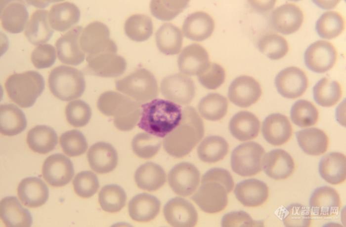 02_倒置显微镜下的红细胞.jpg