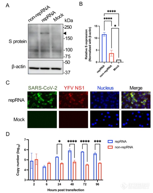 【NEPA21】利用黄热病病毒复制子构建SARS-CoV-2 repRNA疫苗及其检测