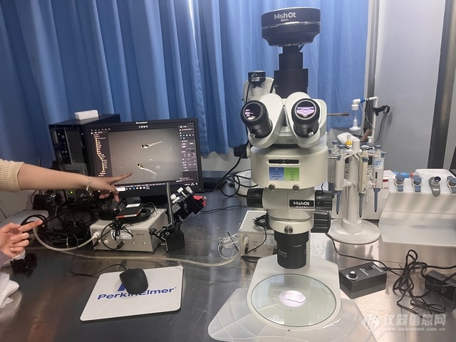 体视荧光显微镜应用于斑马鱼观察