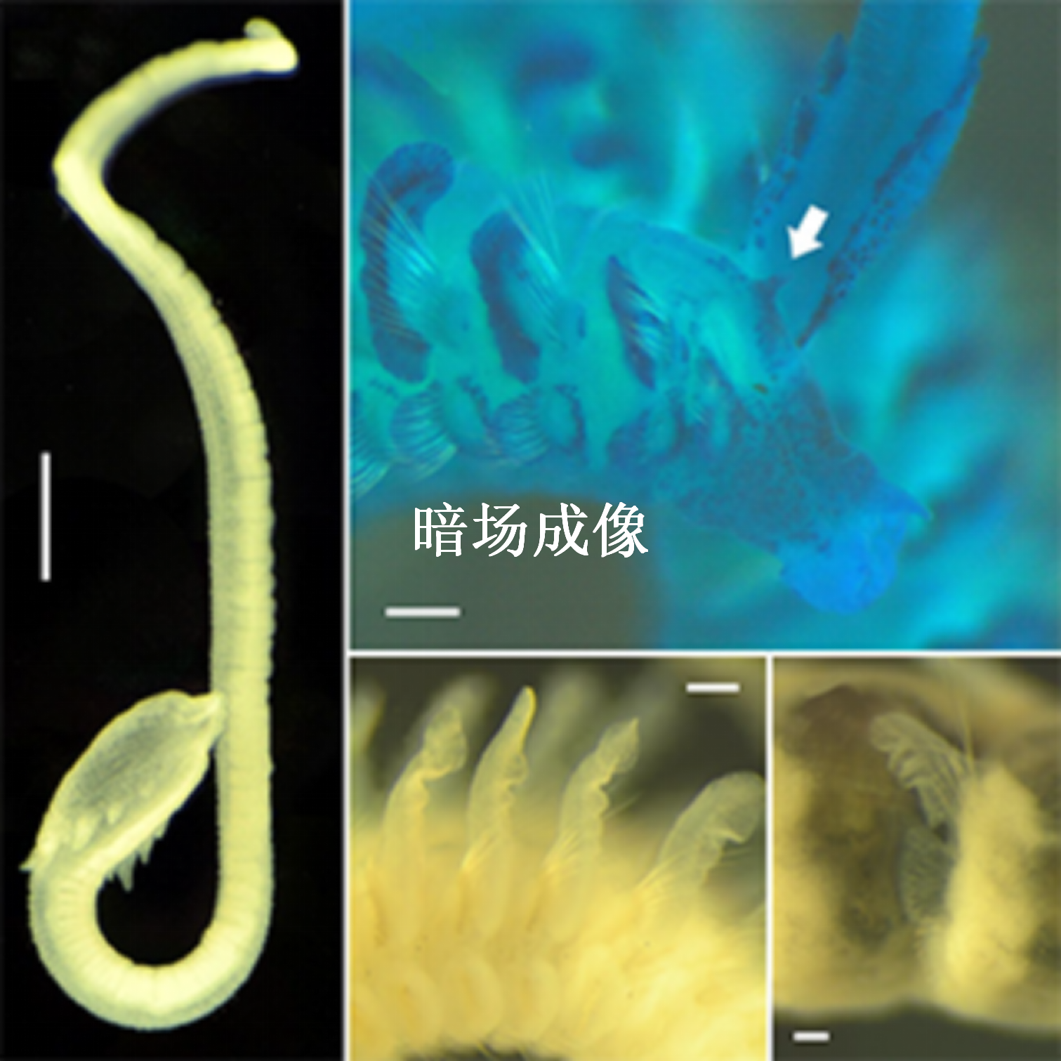 鑫图Dhyana 400DC 高灵敏度sCMOS相机（彩色）宽视野和卓越的动态范围