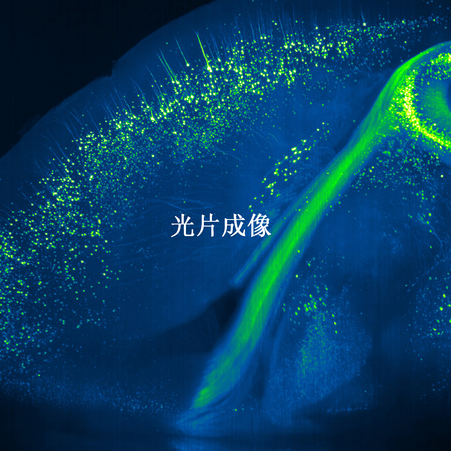 鑫图TUCSENCMOS相机Dhyana 400BSI V3