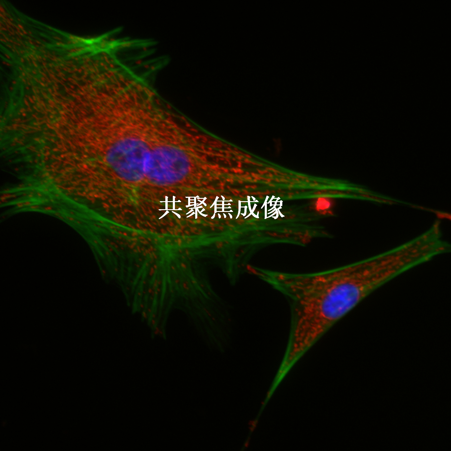 鑫图TUCSENCMOS相机Dhyana 400BSI V3