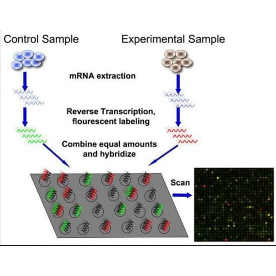 短肽合成阵列点样系统 细胞因子模拟多肽微阵列应用