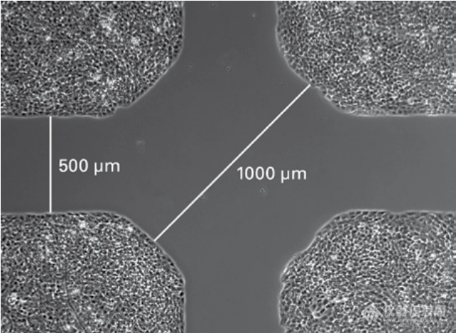 ibidi划痕实验/细胞迁移|不同实验方法及对比？