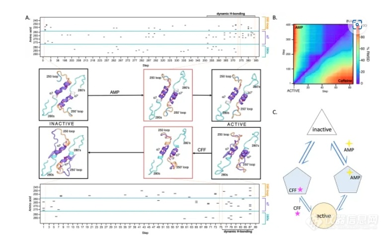 成果|利用氢氘交换质谱分析糖原磷酸化酶的瞬时态的结构动力学