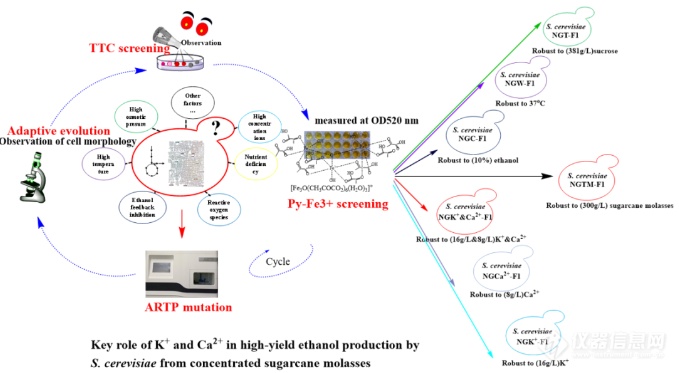 天木生物ARTP成功助力耐受高浓度甘蔗糖蜜酿酒酵母的选育