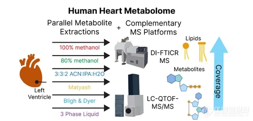 葛瑛团队成果|通过平行代谢物提取和高分辨率质谱对人体心脏组织进行全面的代谢组学分析