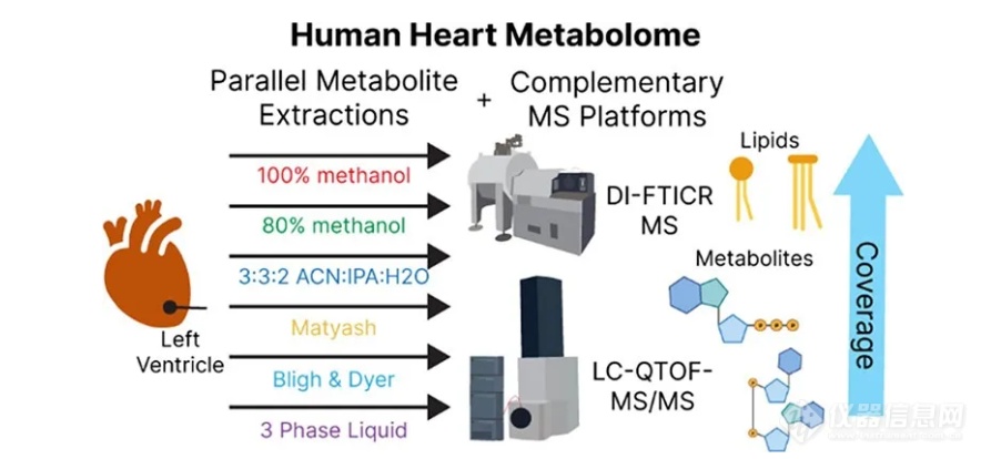 葛瑛团队成果|通过平行代谢物提取和高分辨率质谱对人体心脏组织进行全面的代谢组学分析