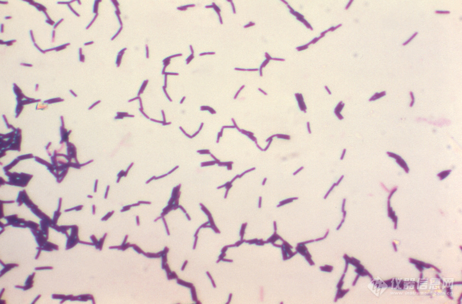 08_Bacillus.jpg