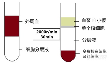 Moxi系列库尔特细胞分析系统在PBMC检测中的应用