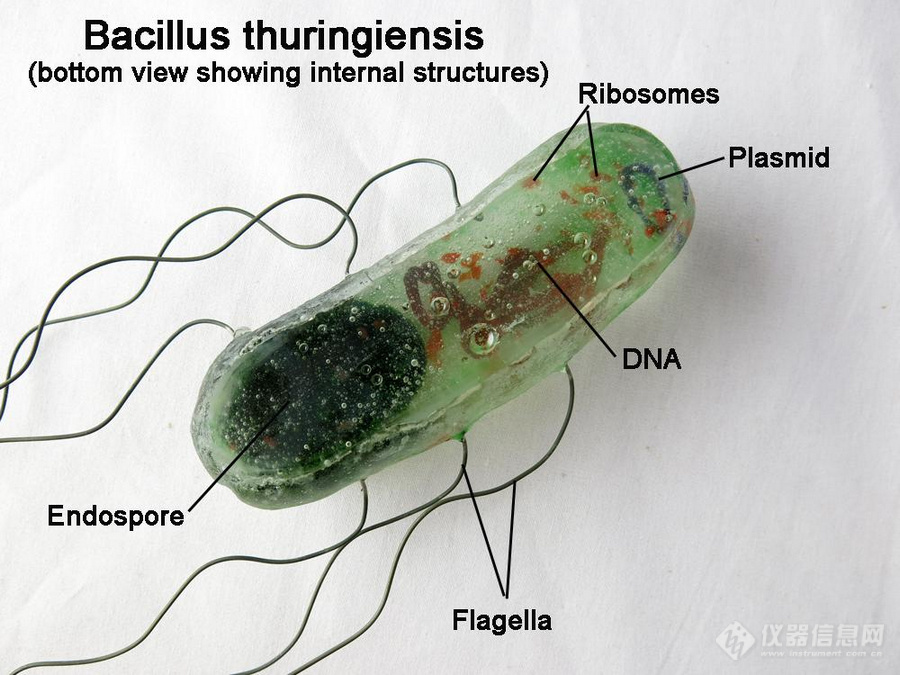 01_Bacillus.jpg