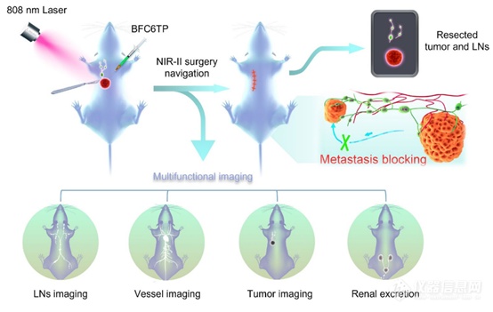 小型有机染料纳米团簇提升 NIR-II 成像引导的手术效果