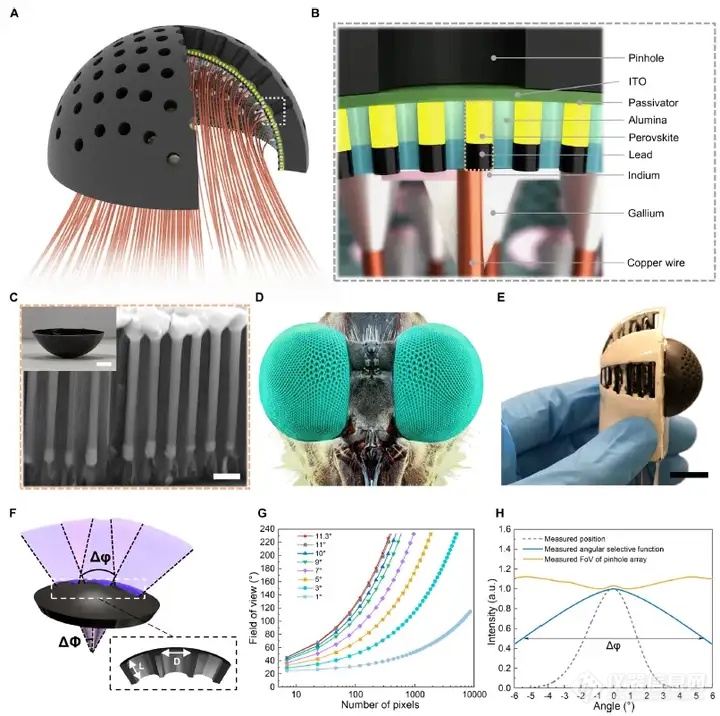 香港科技大学范智勇教授《Science Robotics》：基于半球形纳米线阵列的超宽视场针孔复眼