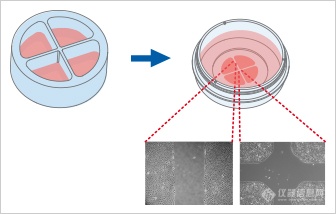 ibidi划痕实验/细胞迁移|不同实验方法及对比？