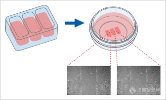 ibidi划痕实验/细胞迁移|不同实验方法及对比？