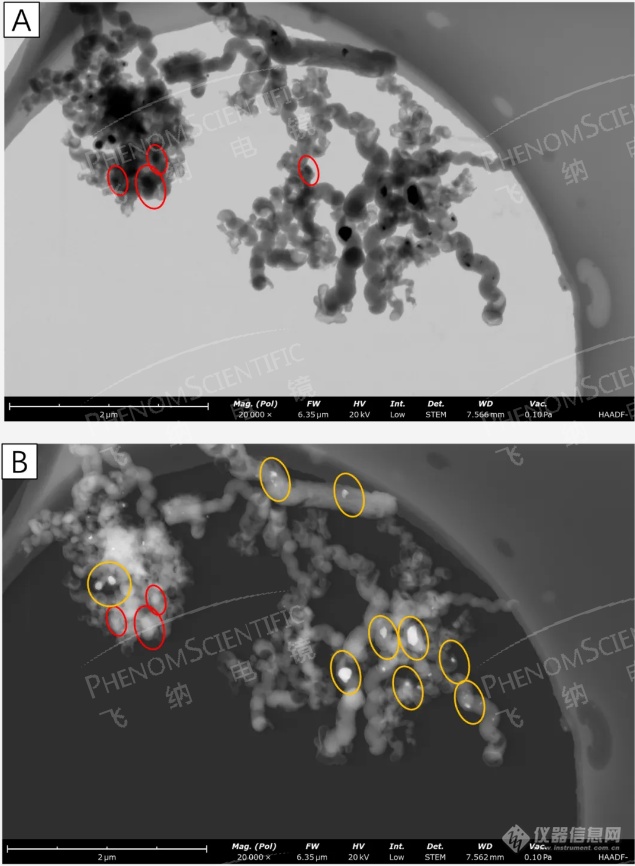 台式场发射扫描-透射（SEM—STEM）电子显微镜应用案例分享