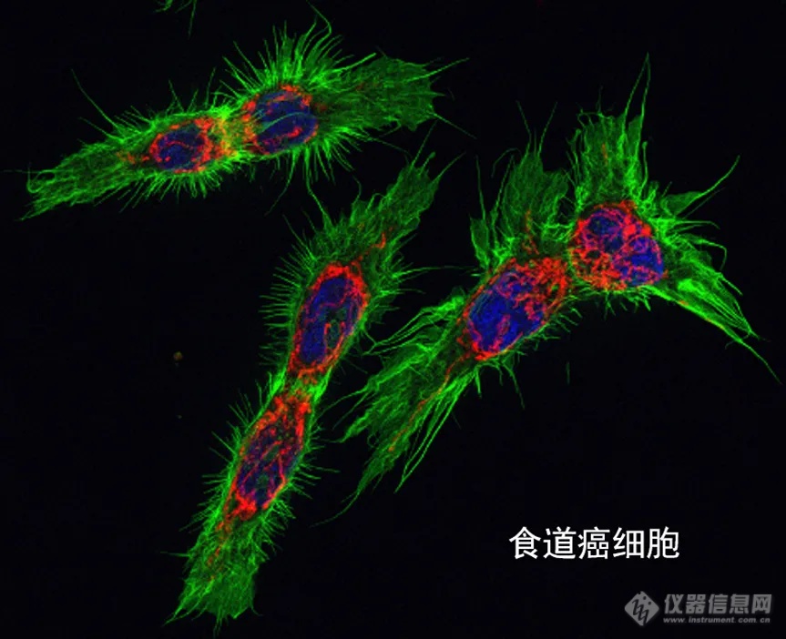 【生命科学领域必看】多彩荧光世界指南