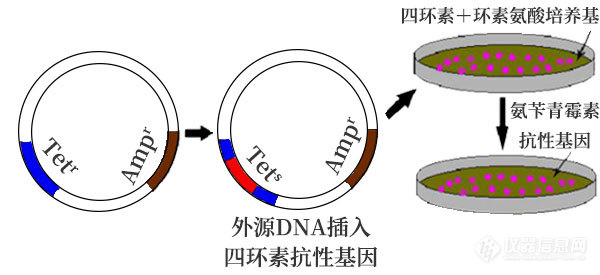 抗生素.jpg