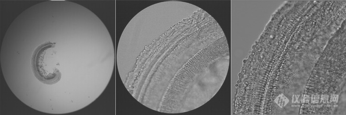 显微镜下的耳蜗.jpg