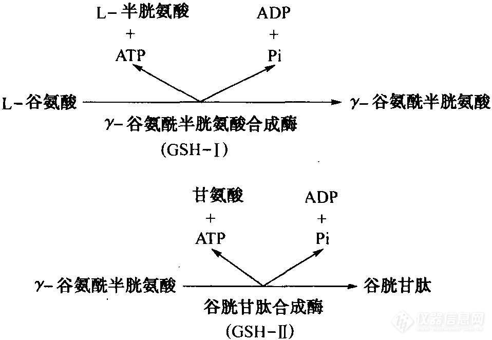 谷胱甘肽的合成