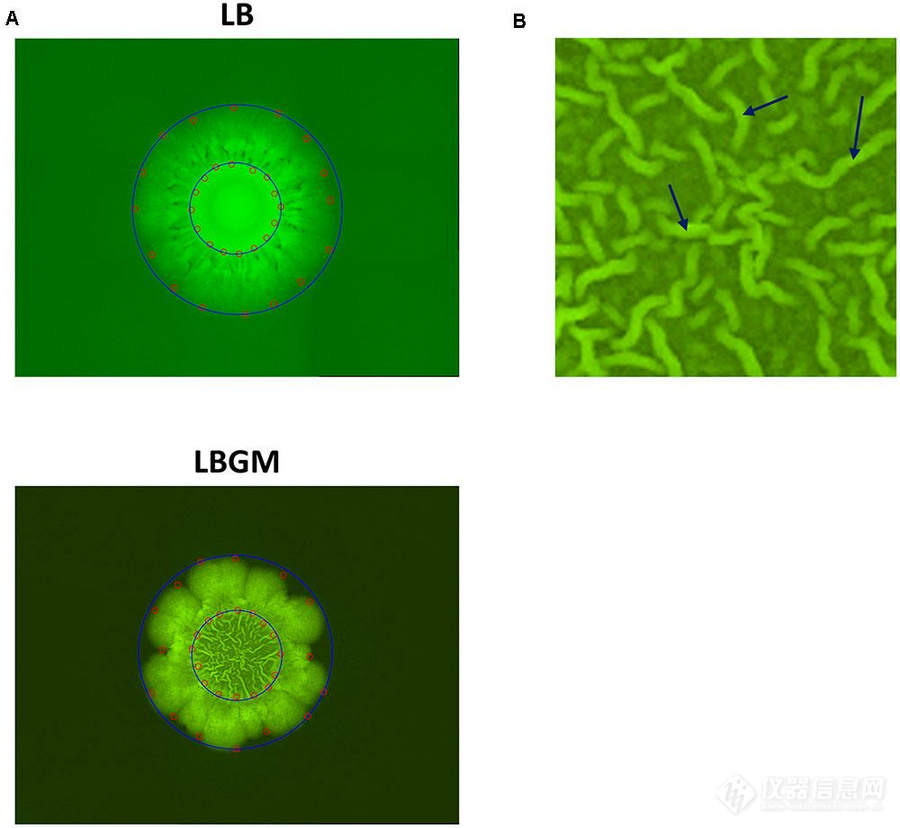 06_Bacillus.jpg