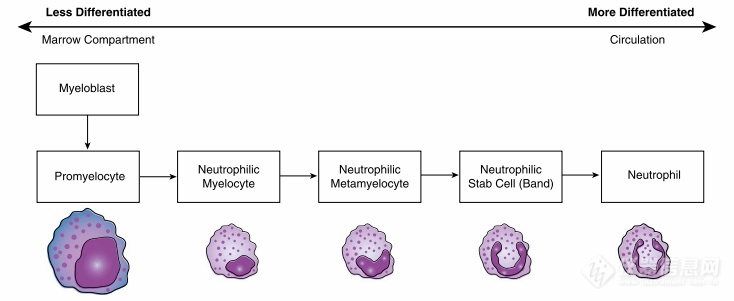 G-CSF促进中性粒细胞生成