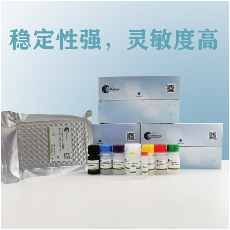 Human GHRL(Ghrelin) ELISA Kit XY9H0355