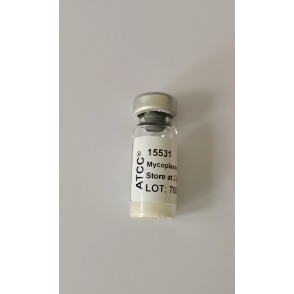 Clostridium colinum	