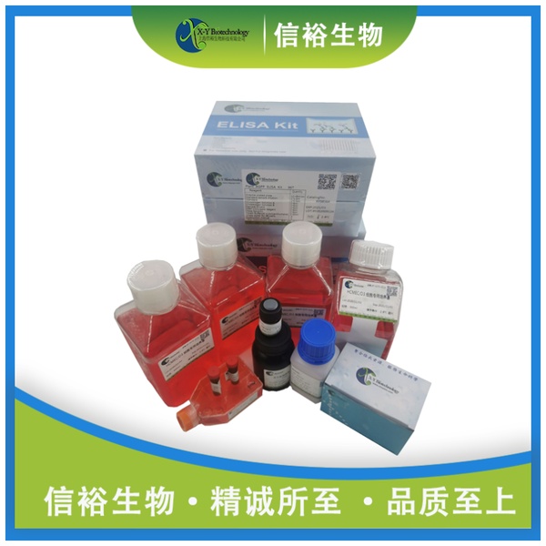 Human CD44v5 ELISA Kit XY9H0580