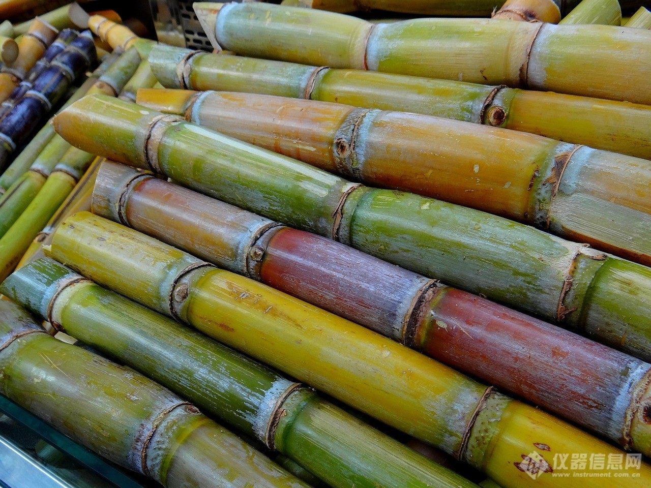 sugar-cane-276242_1280.jpg