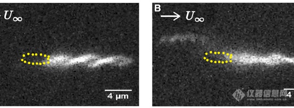 (A)前进和(B)翻转时细菌鞭毛的荧光图像.png