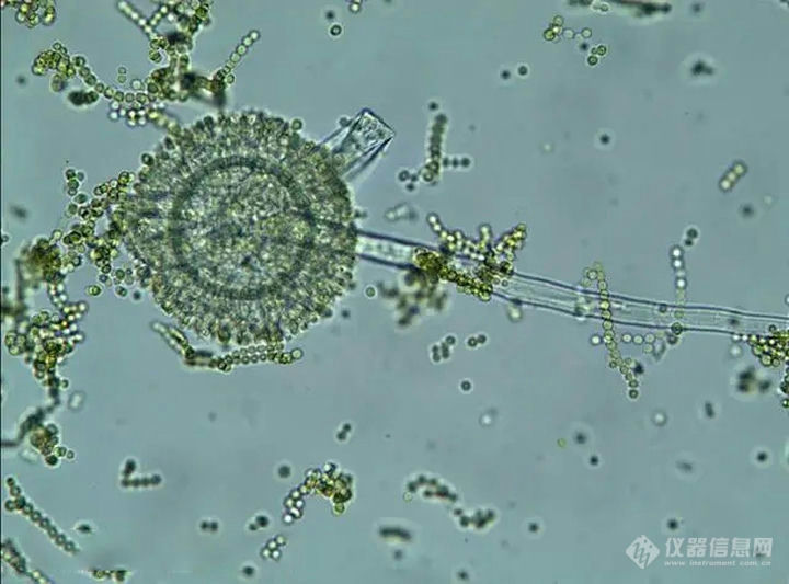 显微镜带您认识不同种类的真菌