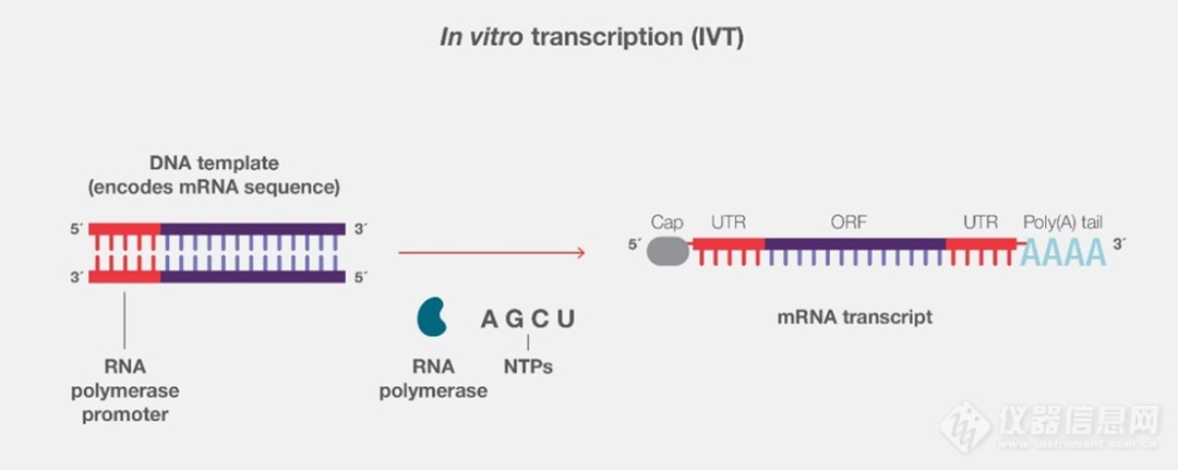 核苷修饰：IVT mRNA 药物安全有效的关键因素