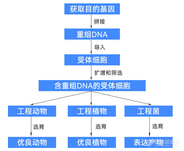 基因工程.jpg